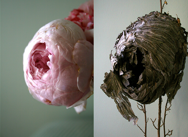 Marie Cameron Rose Nest  & Wasp Petals side 2012