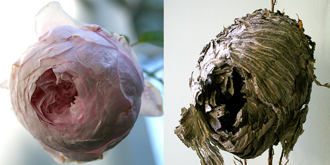 Marie Cameron Rose Nest & Wasp Petals  front 2012