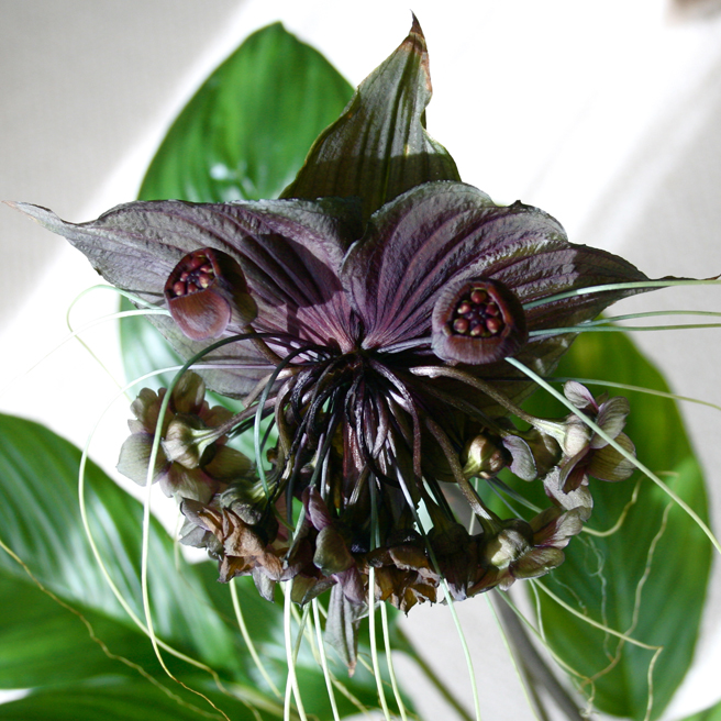 Black Bat Lily- photo Marie Cameron 2012