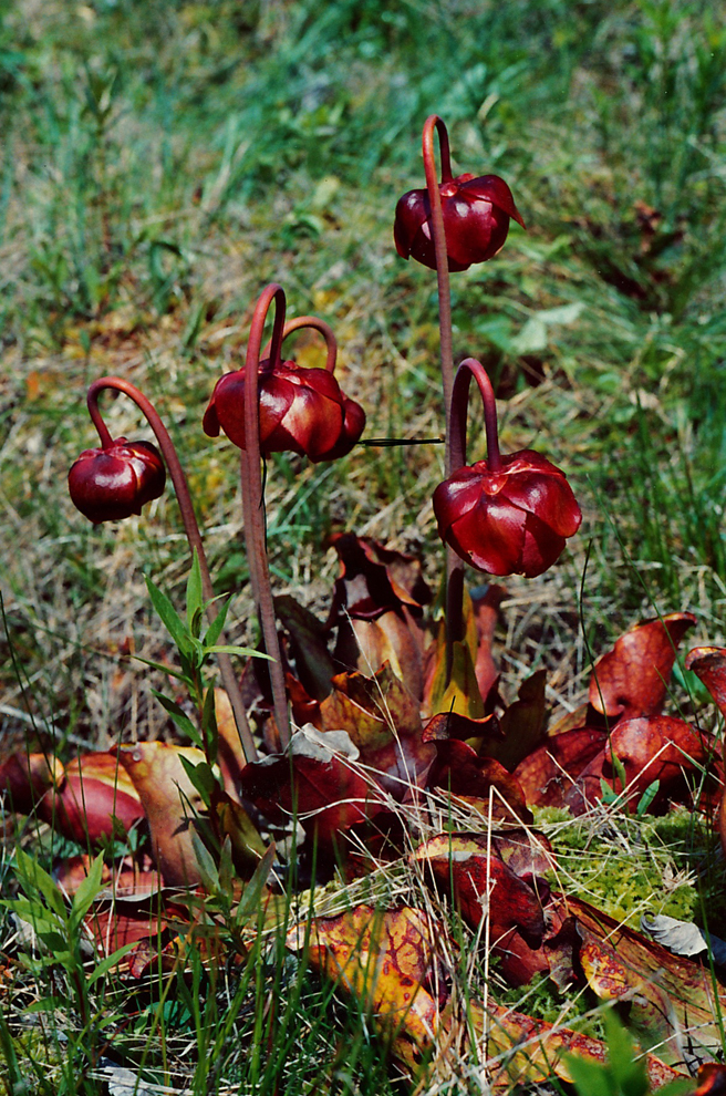 Northern Pitcher Plant - photo Marie Cameron 1981