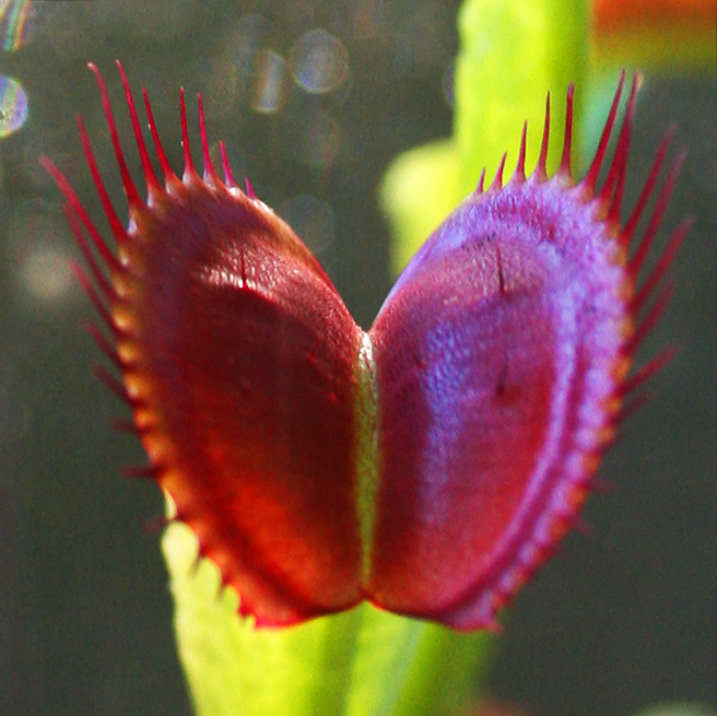 Venus flytrap close up - photo Marie Cameron 2012