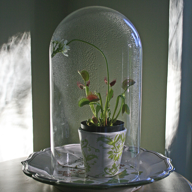 Venus flytrap under glass - photo by Marie Cameron 2012
