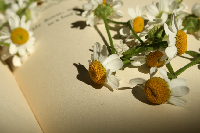 Daisies & the Printed Page - Marie Cameoron 2013