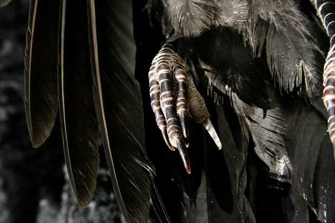Crow Claw Marie Cameron 2013