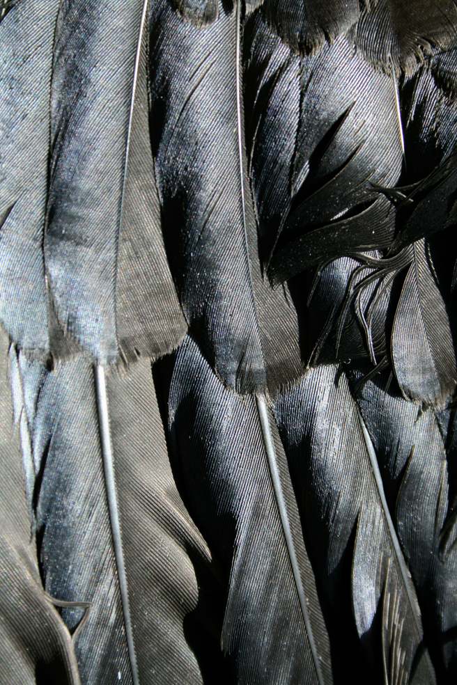 Crow Feathers 2 Marie Cameron 2013