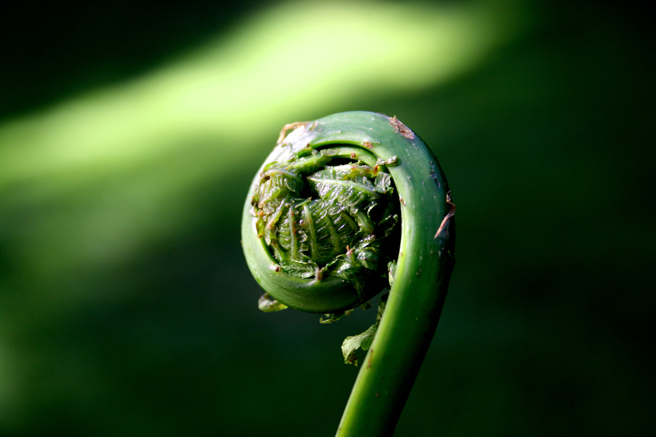 Fiddlehead Curl photograph by Marie Cameron 2013