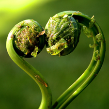 I Heart Fiddleheads photograph by Marie Cameron 2013 sm