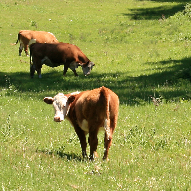 Cows near Santa Cruz  photo Marie Cameron 2013