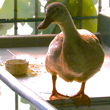 Pete at Bunches Marie Cameron 2013 sm