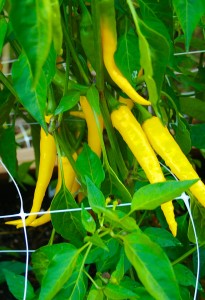 Eco Feast at Love Apple Farm - long yellow peppers - Thai Golden or Banana? - Marie Cameron 2013
