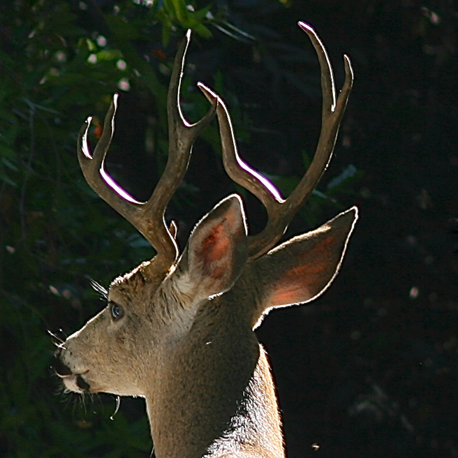 Buck's Ears - Marie Cameron 2013