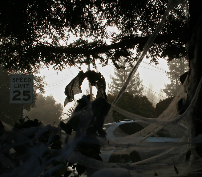 Foggy October Morn - Drapes of wires and webs - photo Marie Cameron 2013
