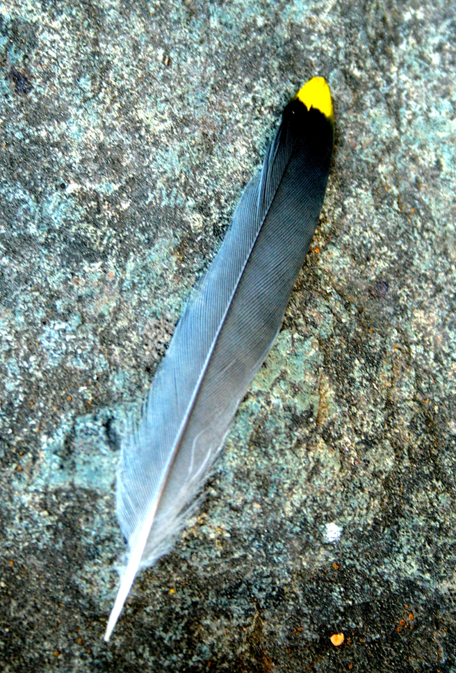 Yellow tipped feather - Marie Cameron 2013