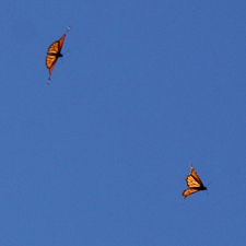 Be The Butterfly - Monarchs x 2 - Marie Cameron - 2014