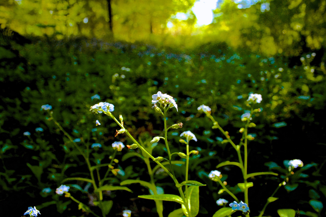 Chasing Forget-me-nots 2  photo Marie Cameron 2014