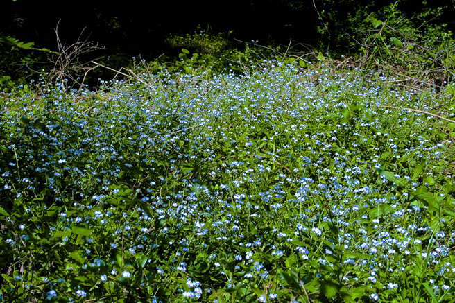 Field of Blue