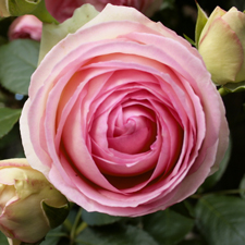 Nilofer's Roses Marie Cameron 2014 mini