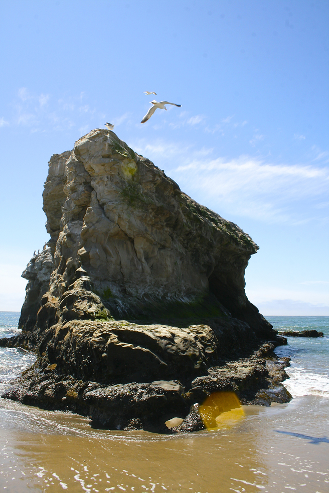 Natural Bridges Seagulls - photo Marie Cameron 2014