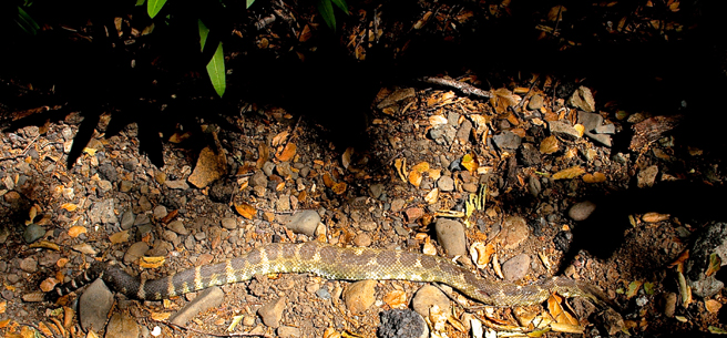 Rattlesnake - photo Maie Cameron 2014