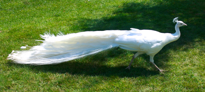 Albino Peacock - photo Marie Cameron 2014