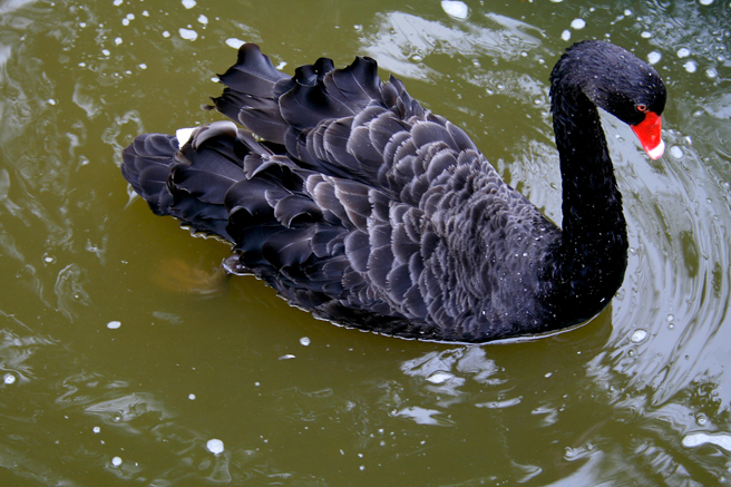 Black Swan - photo Marie Cameron 2014
