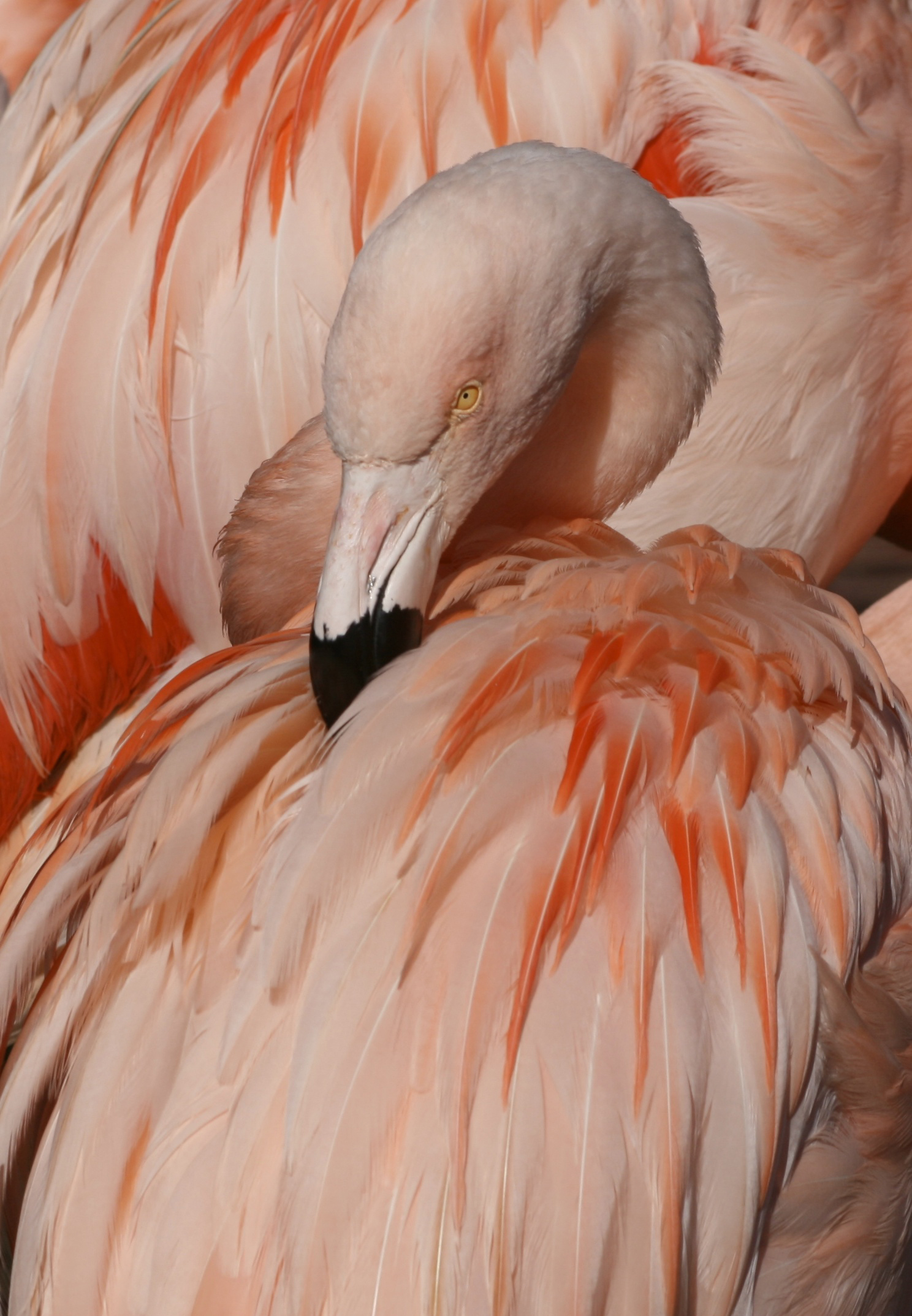 Flamingo - photo Marie Cameron