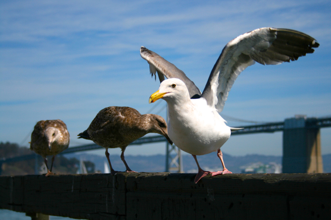 Gulls by the Bay Bridge - photo Marie Cameron 2014