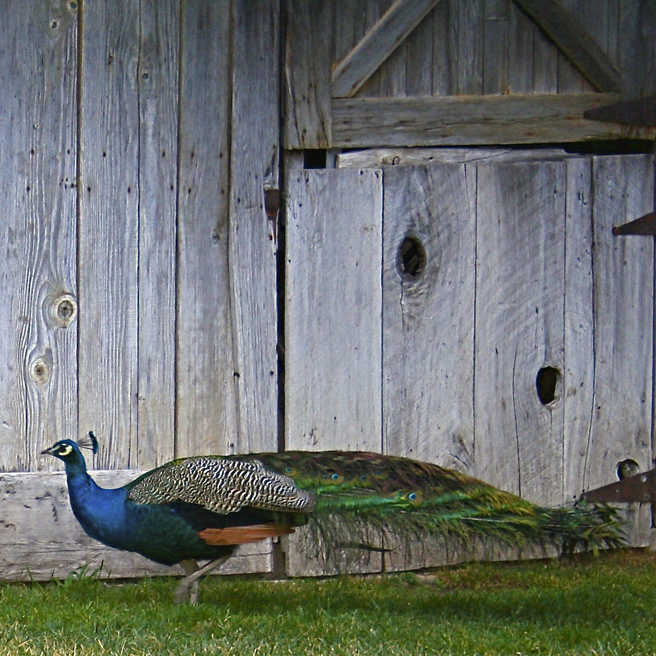 Peacock - photo Marie Cameron 2012