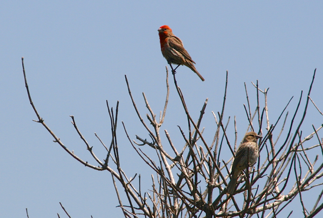 Purple House Finch (male and female) - photo Marie Cameron 2013