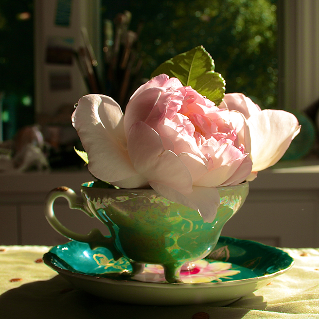 Rose and Teacup - photo Marie Cameron 2014