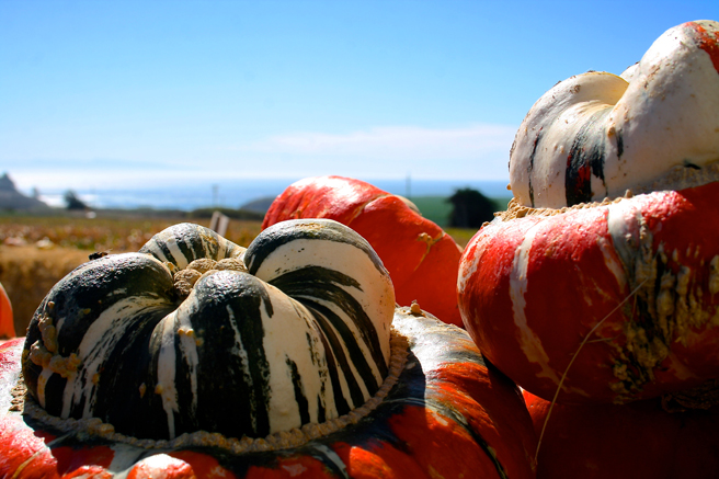 Day-tripping, striped squash, ocean view- Rodoni farms 2014