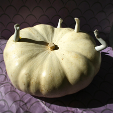 Peter, Peter pumpkin eater…. Marie Cameron 2014