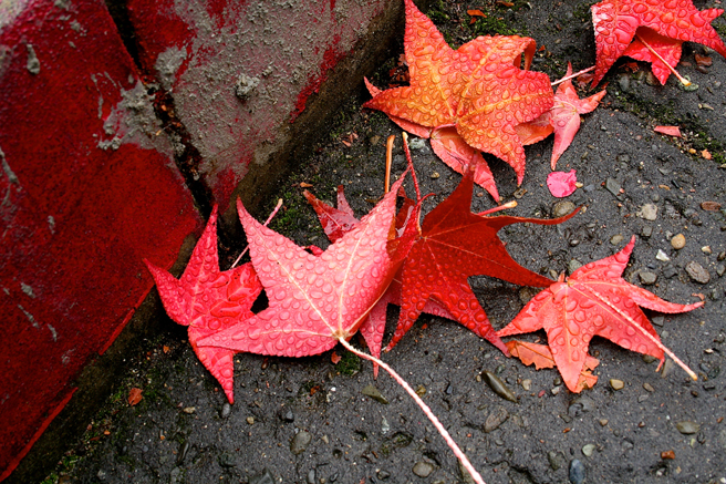 Wet - Red Leaves Curbside photo Marie Cameron 2014