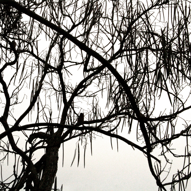 Bluebird Silhouette black on white - Marie Cameron 2014 7