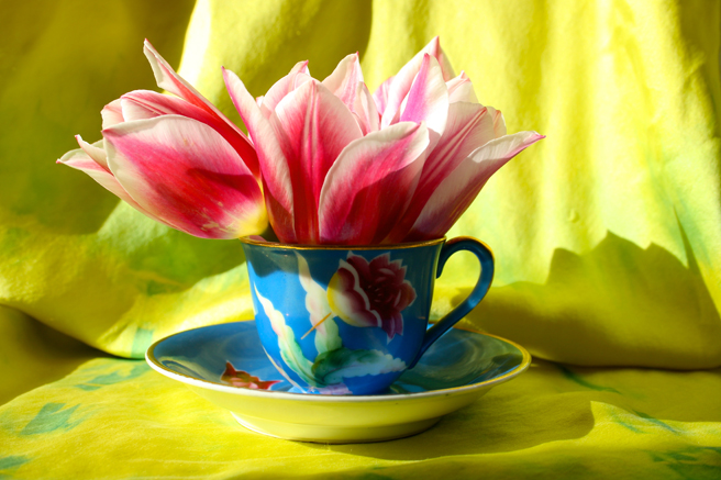 Tulip Tea Reference 3 - Marie Cameron 2015