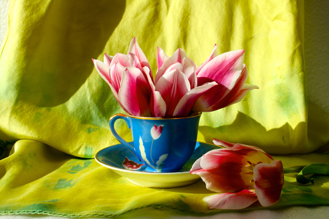 Tulip Tea Reference 5 - Marie Cameron 2015