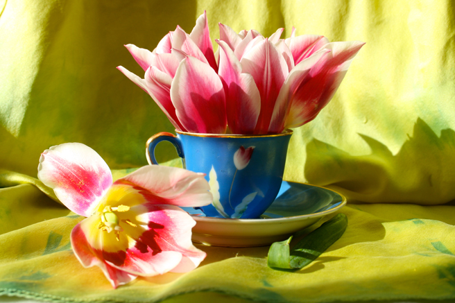 Tulip Tea Reference 6 - Marie Cameron 2015