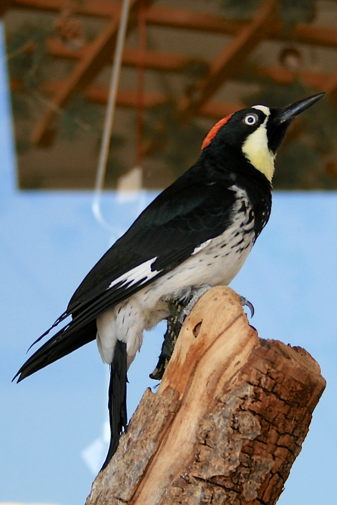 Acorn Woodpecker W.E.R.C. photo Marie Cameron 2015