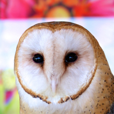 Barn Owl W.E.R.C. (Owlivia)