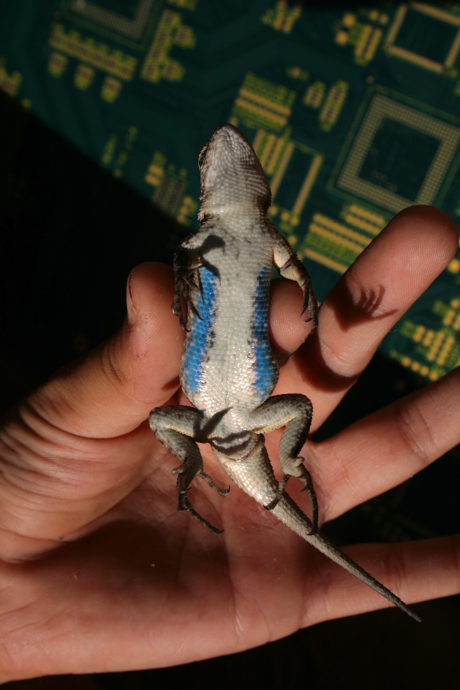 Blue Belly Lizard 