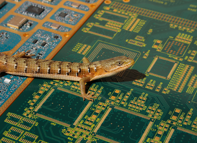 California Alligator Lizard - circuit board 