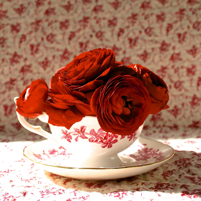 Ranunculus Tea Photo - Marie Cameron