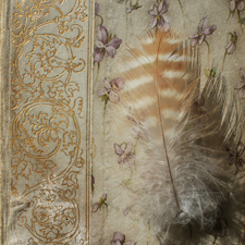 Name that bird…photo Marie Cameron 2015