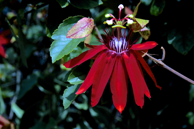 Flora Grubb Gardens - red passion flower- photo Marie Cameron 2015