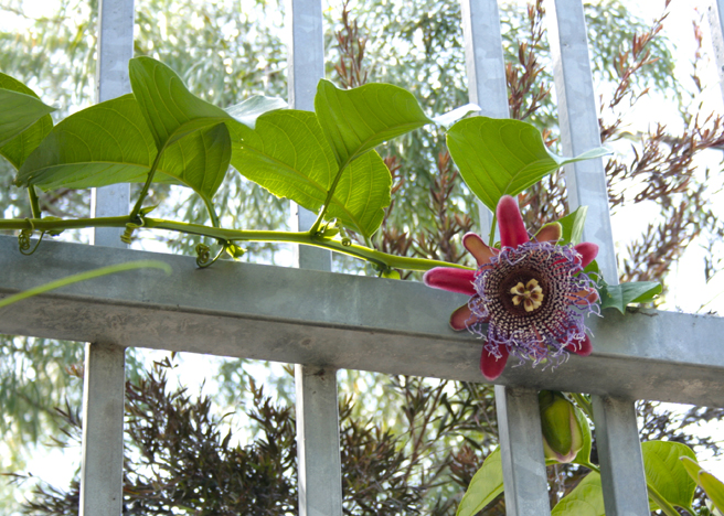 Flora Grubb Gardens - winged stem passoin flower- photo Marie Cameron 2015
