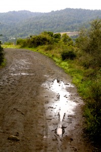 Novitiate Trail Mud Puddle - Marie Cameron 2016