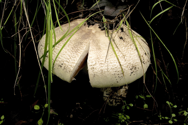 Novitiate Trail Mushrooms 2 - Marie Cameron 2016